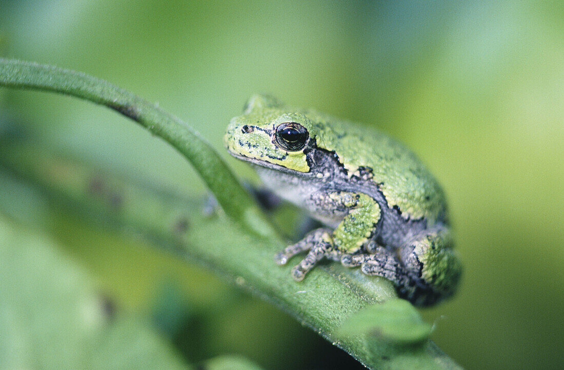 Gray treefrog (Hyla versicolor) resting. Ontario. Canada