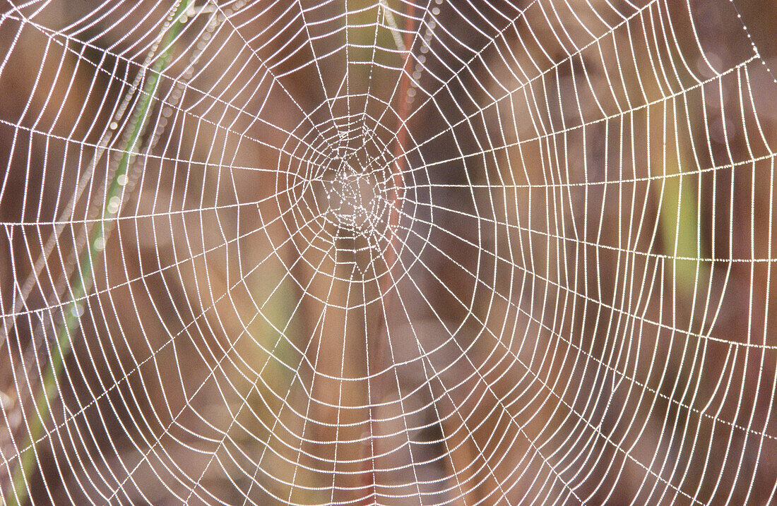 Orb spider web with dew