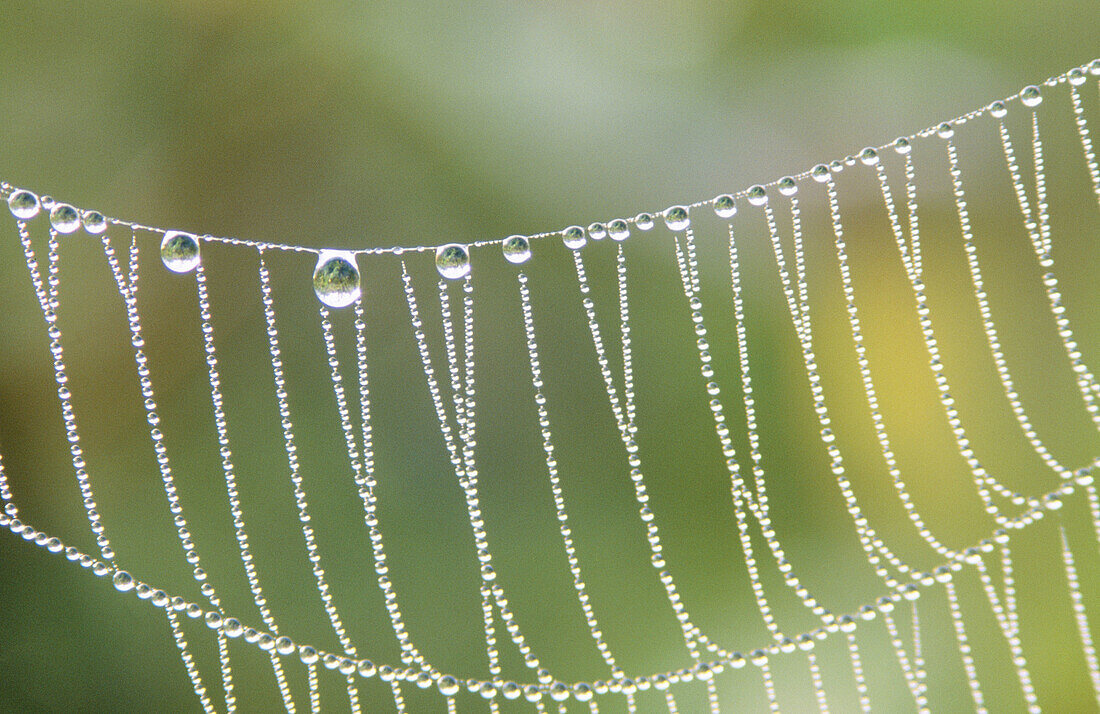 Spider web patterns and dew drops