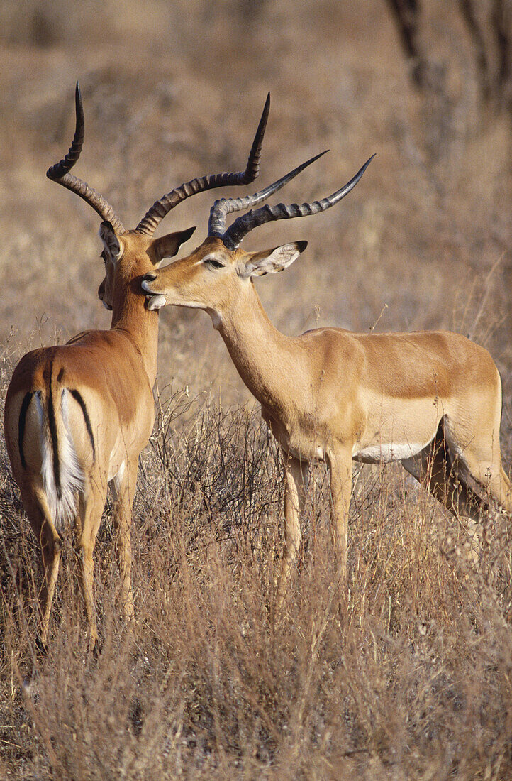 Impalas (Aepyceros melampus)