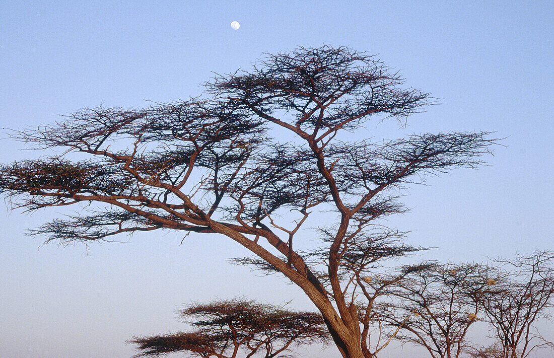 Acacia trees and raising moon. Masai Mara. Kenya