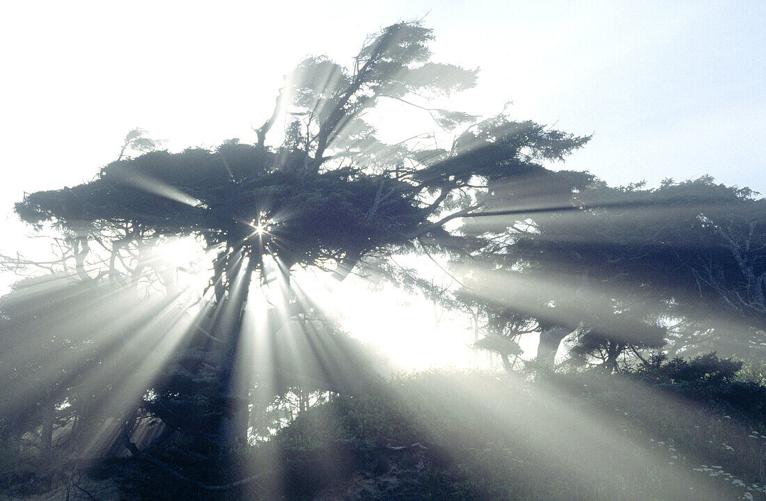 Sitka spruce silhouettes and sunbeams in morning mist. Olympic National Park. Washington. USA 