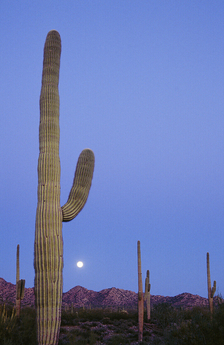 Full moon and Saguaro cactus. Organ Pipe Cactus National Monument. Sonoran desert. Arizona. USA 