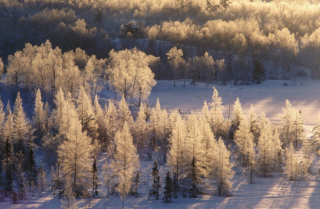 Frosted larch trees at sunrise. Walden. Ontario. Canada