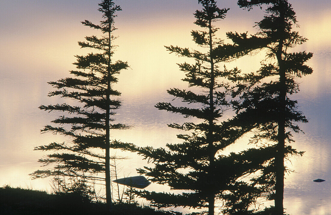Sunset skies reflected in Tundra lake with silhouetted spruces. Churchill. Manitoba. Canada