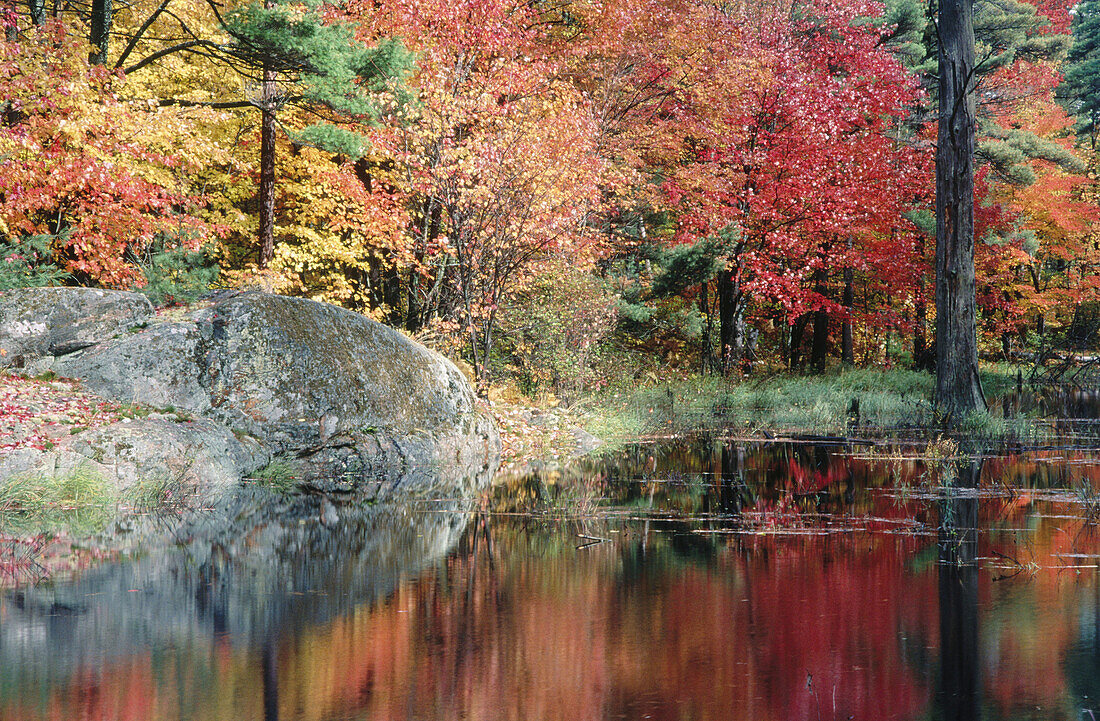 Autumn colours along small beaver pond. Pointe Au Baril. Ontario. Canada
