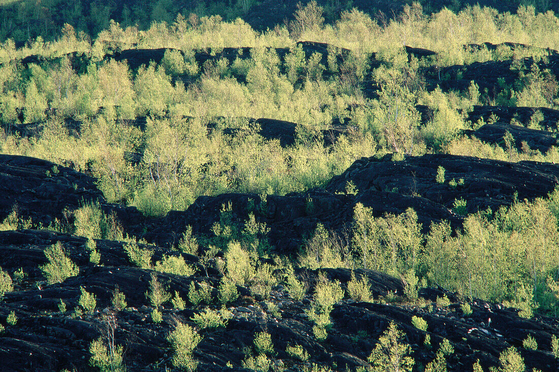 Renewal in the barrens. Spring foliage on aspen among blackened rocks in area disturbed by mining practices. Coniston. Ontario. Canada