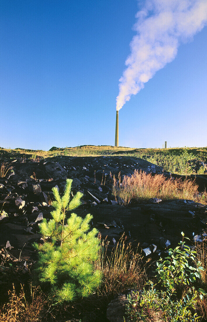 Replanted pine and distant smokestack in recovering barrens area. Sudbury. Ontario. Canada 