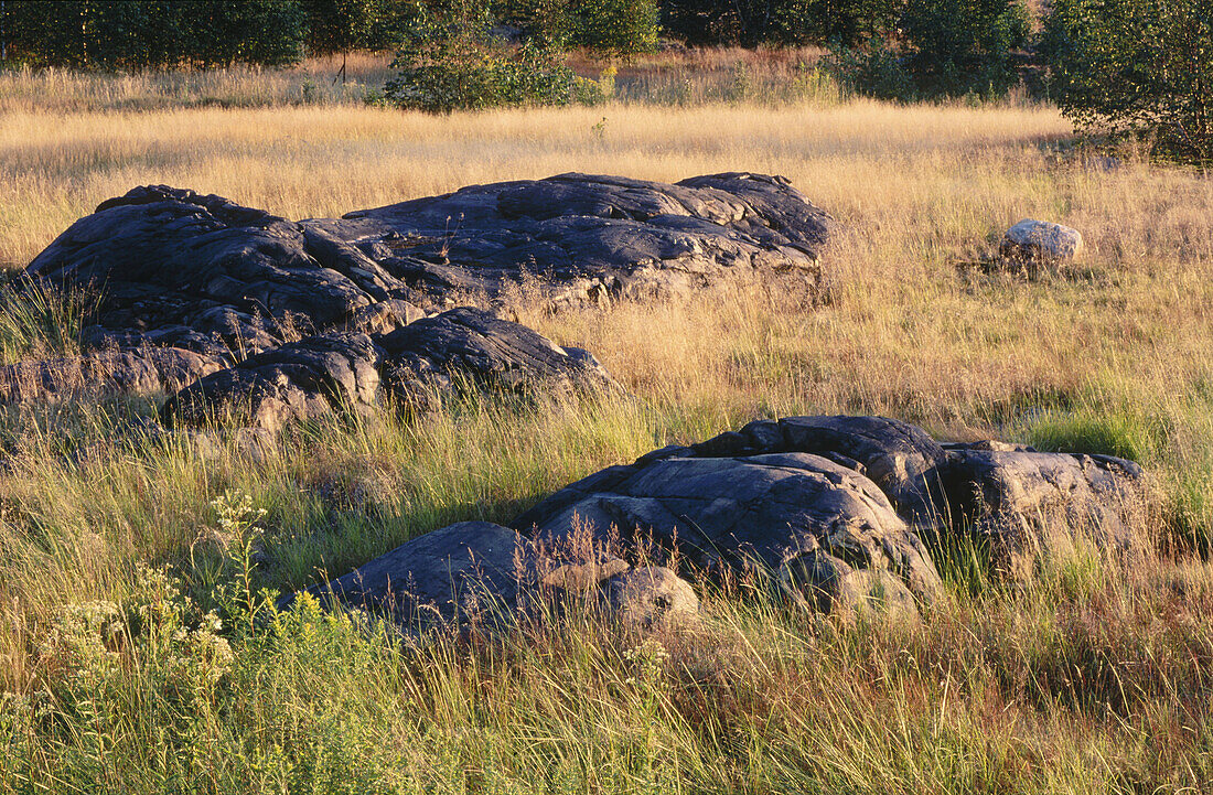 Rock outcrops and grasses. Sudbury. Ontario. Canada 