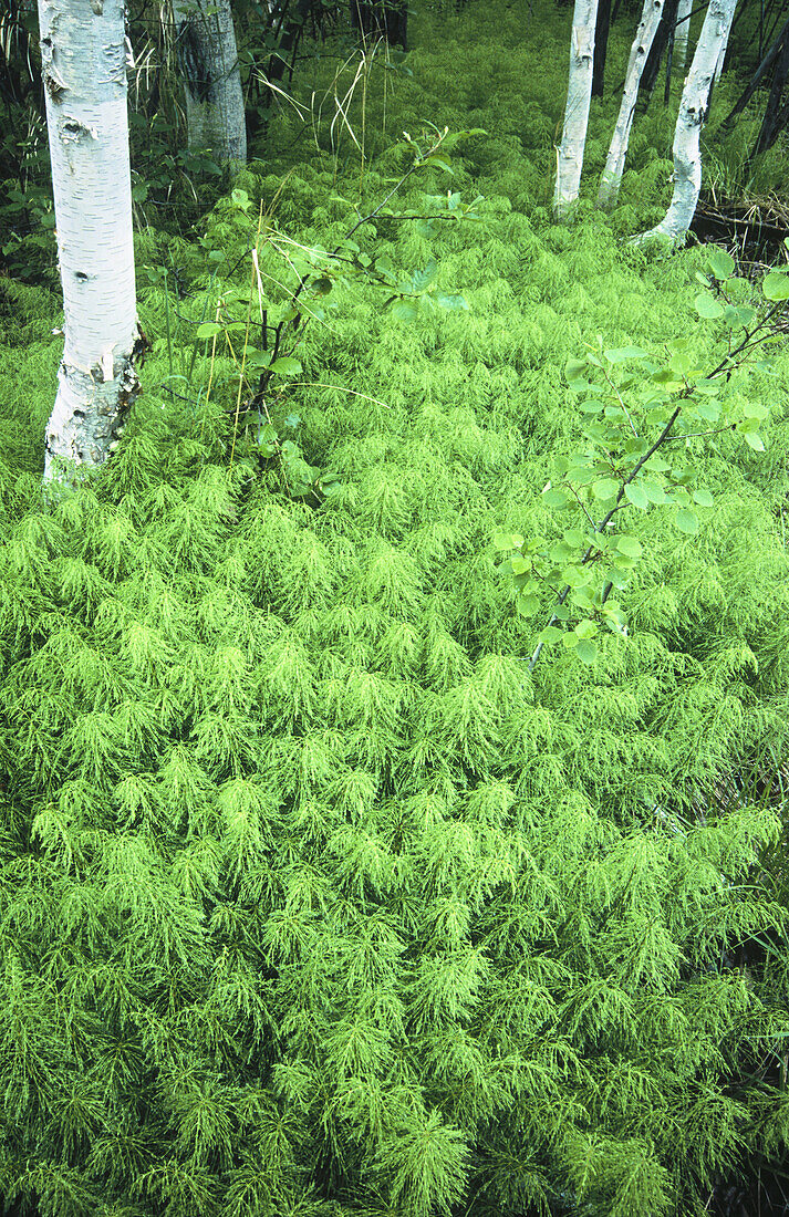 Woodland horsetail (Equisetum sylvaticum). Sudbury. Ontario. Canada