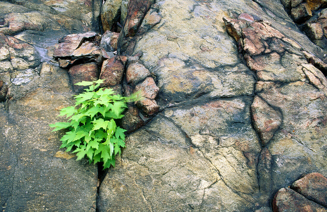 Red maple (Acer rubrum) seeding growing from crack in rock