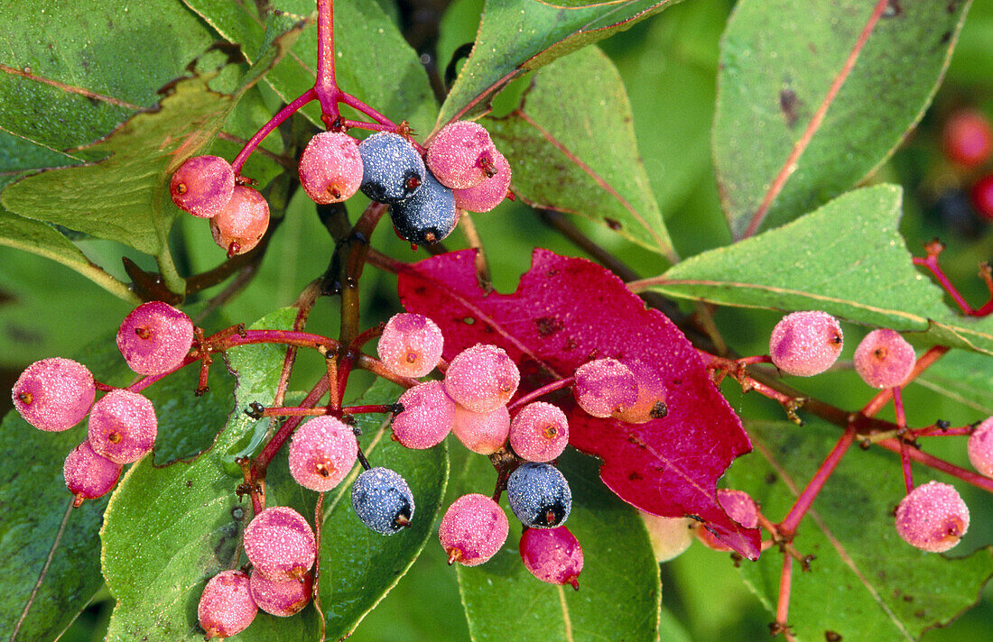 Northern Wild Raisin (Viburnum cassinoides). Dew covered berries ripening on the shrub in autumn. Walden. Ontario. Canada
