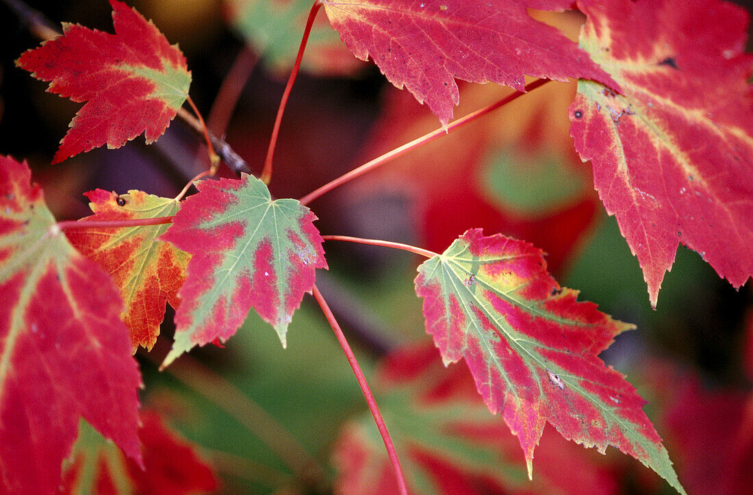 Red maple tree (Acer rubrum) leaves in early autumn. Walden. Ontario. Canada