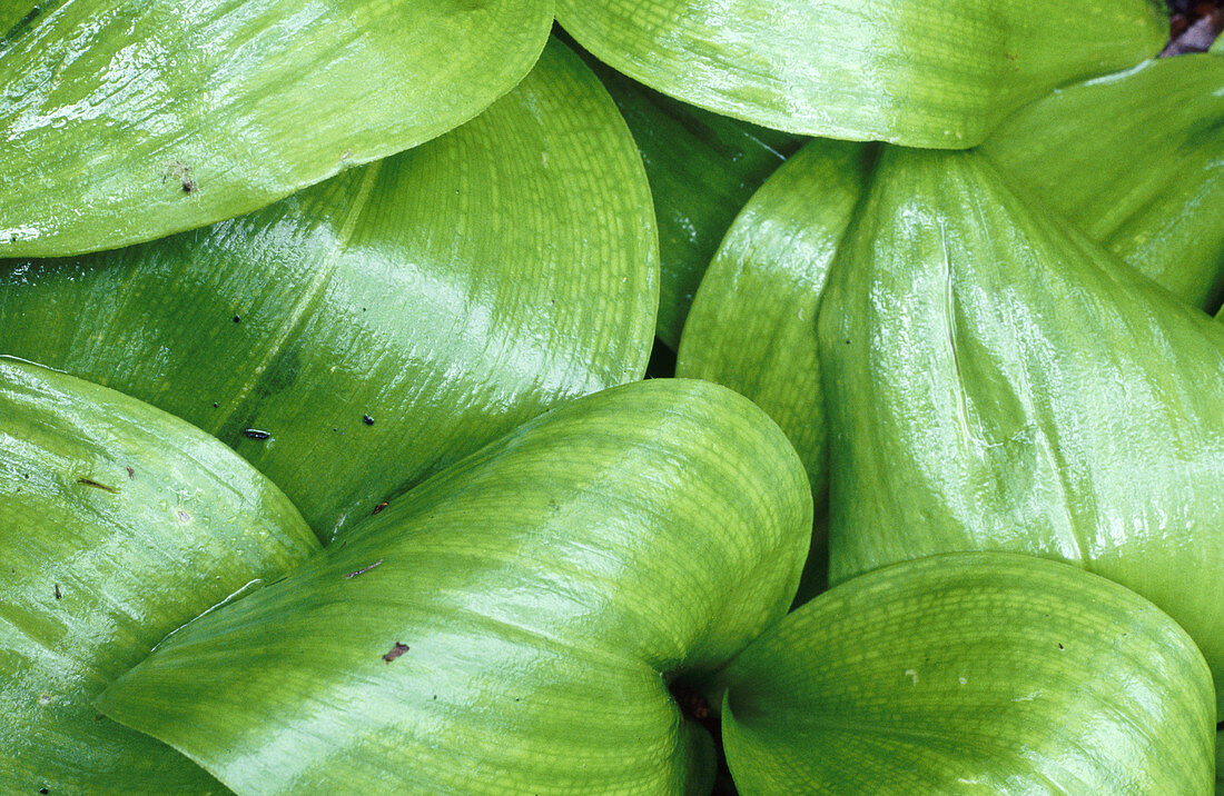 Blue Bead Lilies (Clintonia borealis). Walden. Ontario. Canada