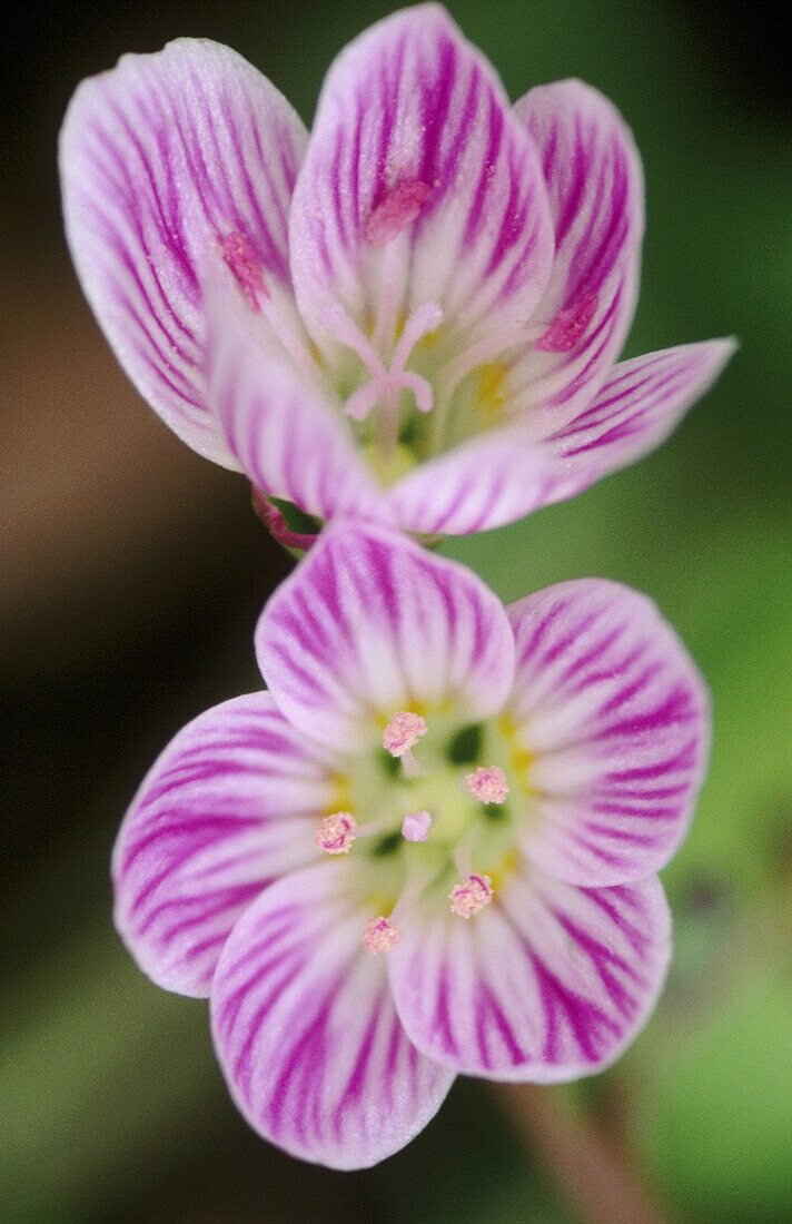 Spring Beatuty (Claytonia virginica): deciduous woodland spring flower with insect guidelines in petals. Manitoulin Islands, Ontario, Canada