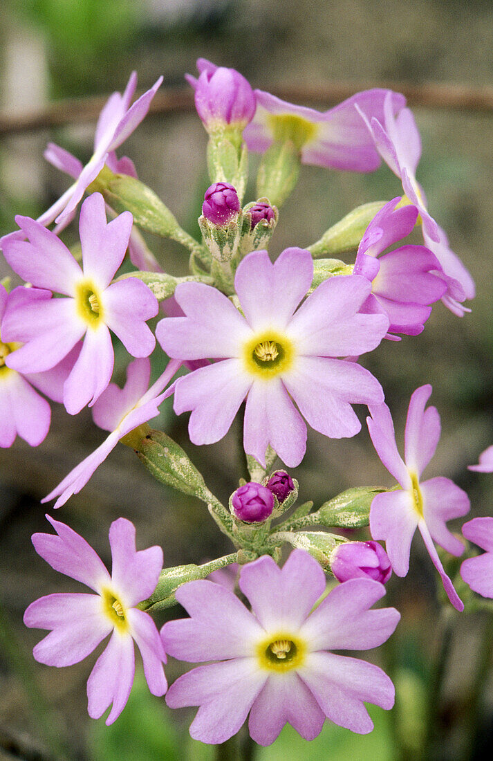 Bird s Eye Primrose (Primula mistassinica): close-up of Arctic alpine plant blooming along Lake Huron shore. Bruce Peninsula National Park. Ontario, Canada