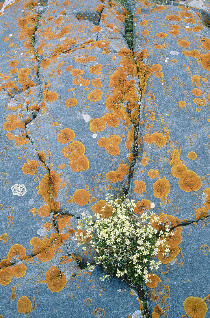 Hudson Bay rock garden: Three-toothed Saxifrage plant in crevices of weathered whale-back rocks with lichens. Churchill. Manitoba, Canada