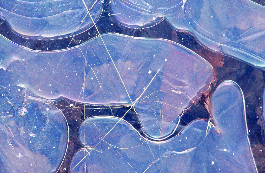 Ice patterns: leaves ang grasses trapped in puddle ice with patterns and blue sky reflection. Sudbury. Ontario, Canada