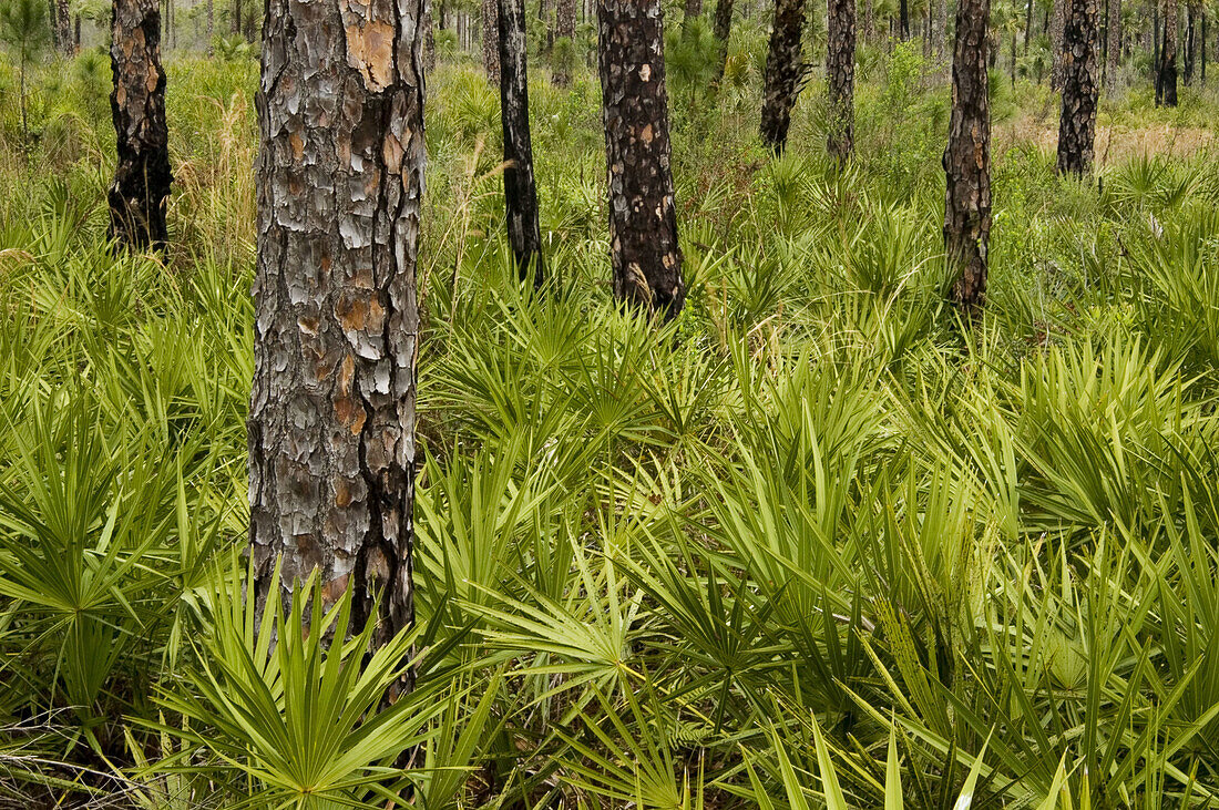 Pine flatwoods flora. Corkscrew Swamp Sanctuary, FL, USA