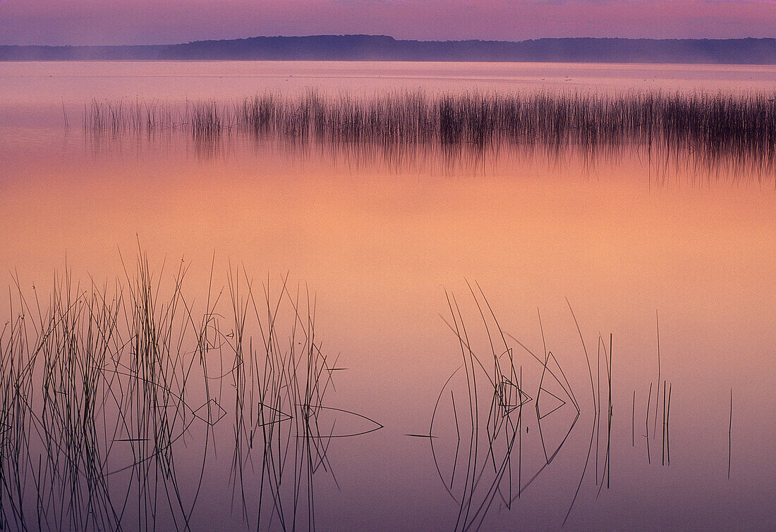 Ontario wetland scenic. Lake Mindemoya with reed bed before sunrise. Manitoulin Island. Ontario. Canada.