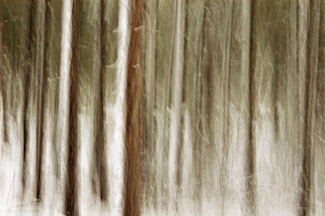 Red pine woodland in spring snow storm. Ontario, Canada