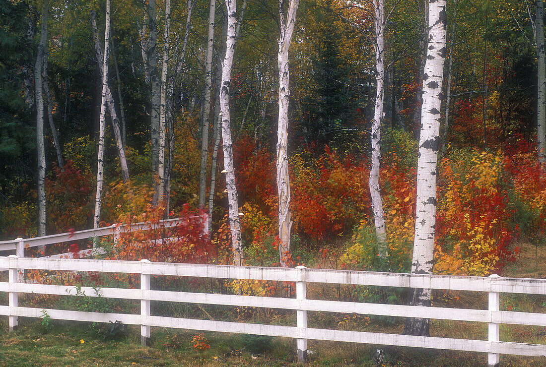 Northern Ontario autumn scenic. Maples and birches surrounded by white fence. Lively. Ontario. Canada.
