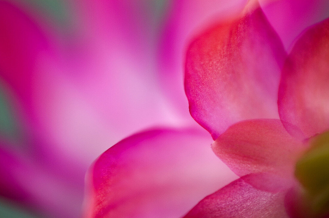 Petals- selective focus, Christmas cactus flower. Lively, ON, Canada