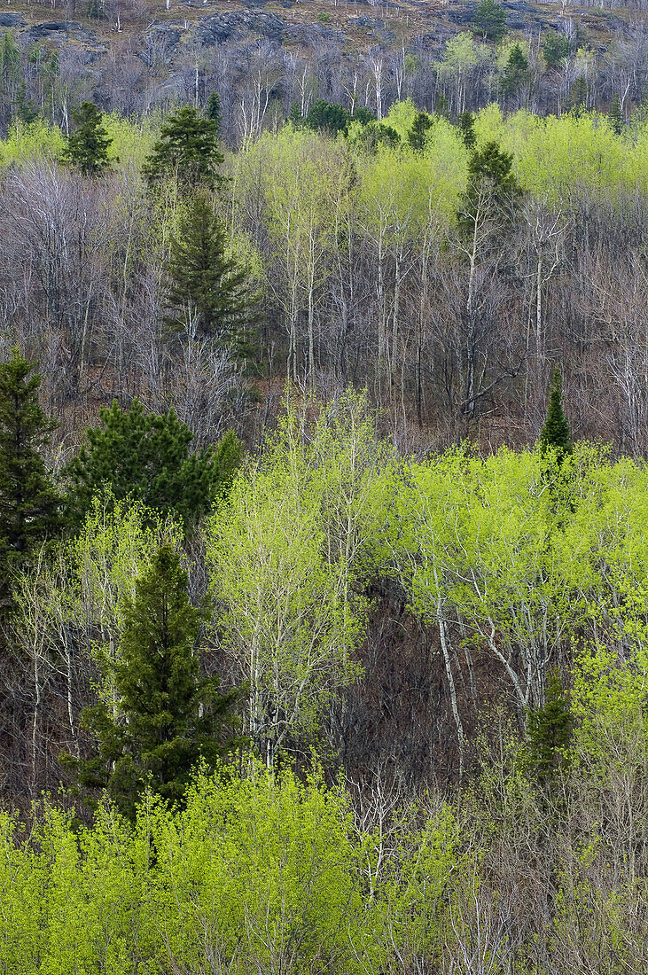Early spring foliage emerging in mixed forest. Naughton. Ontario. Canada.