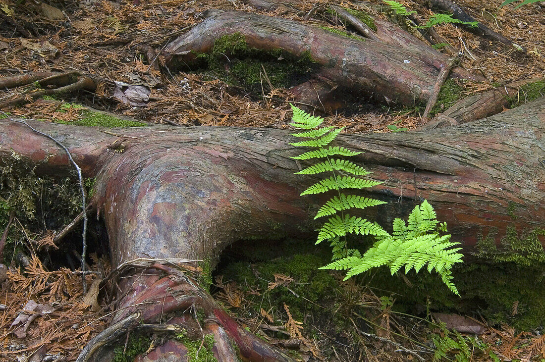 Fern and cedar root in old-growth boreal forest. Temagami, ON, Canada