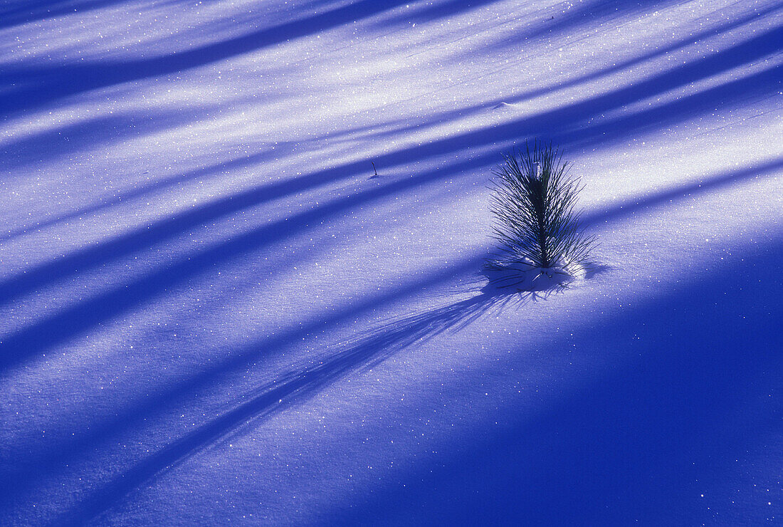 Morning tree shadows on fresh snow with protruding red pine, winter patterns. Lively, ON, Canada