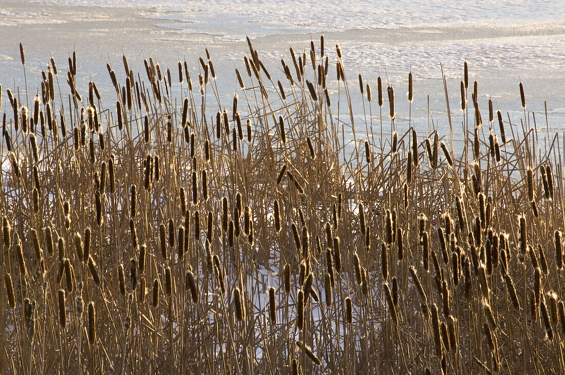 Cattails and early winter ice at sunset. Lively. Ontario. Canada.