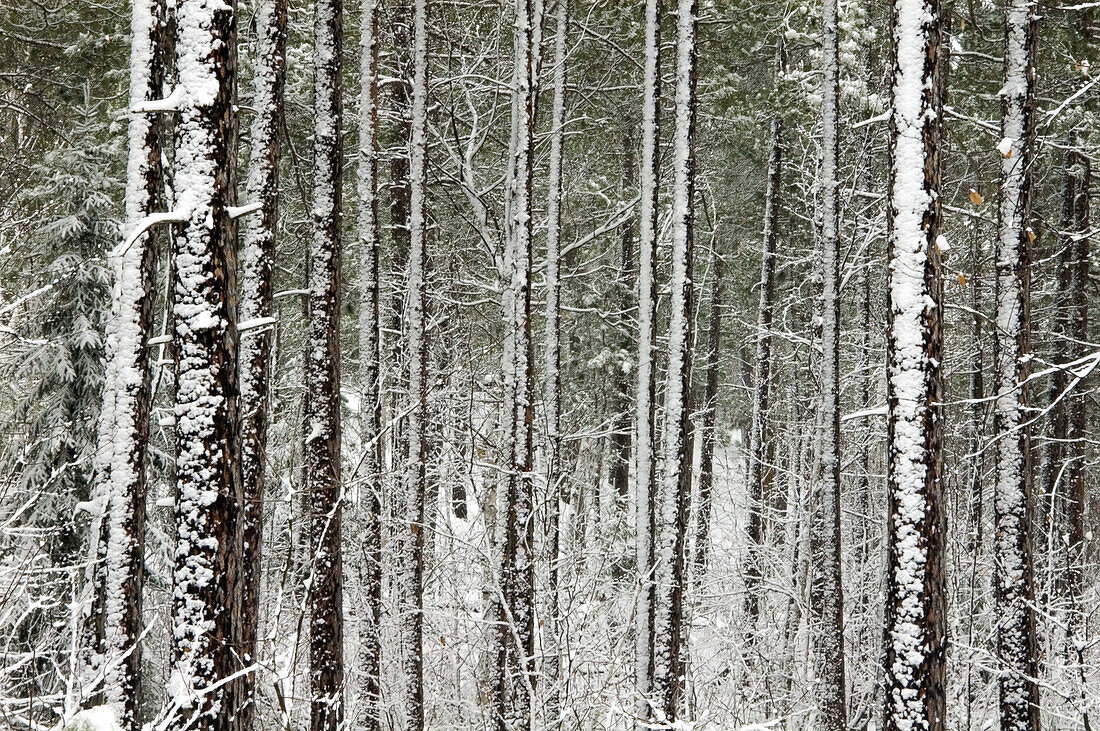 Red pine woodland in spring snow storm. Lively. Ontario, Canada