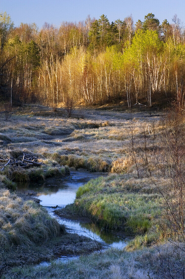 Early spring foliage and reflections in stream near old beaver dam. Sudbury. Ontario, Canada