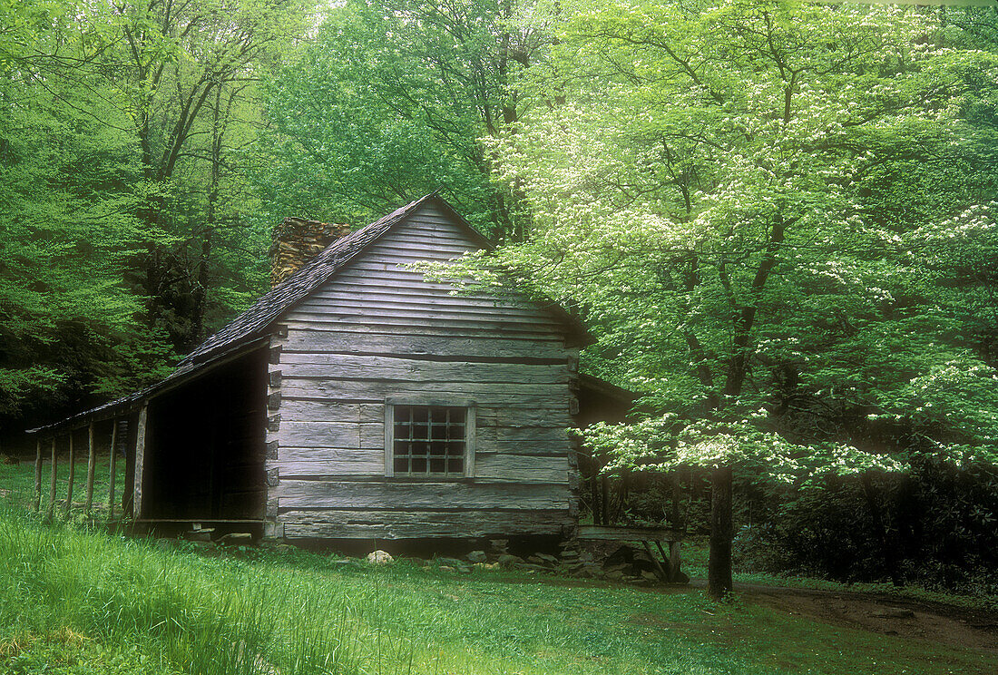 Noah ‘Bud’ Ogle homestead building with spring foliage, Appalachian historic site. Great Smoky Mountains NP, TN, USA