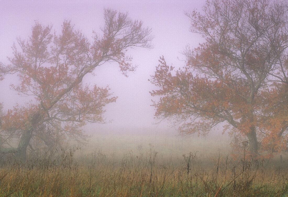 Fog-shrouded trees at edge of pasture in Cades Cove, Southern Appalachian rural scene. Great Smoky Mountains NP, TN, USA