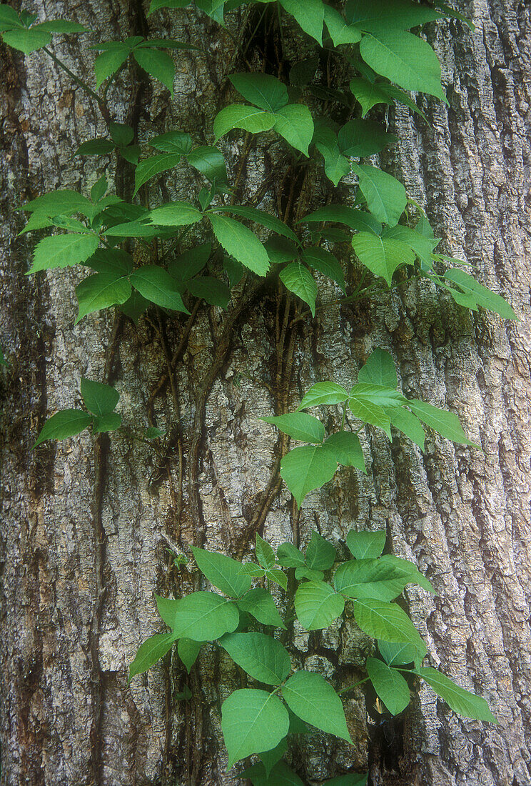 Poison ivy (Rhus radicans) tendrils climbing tree trunk. Great Smoky Mountains NP. Tennessee. USA.