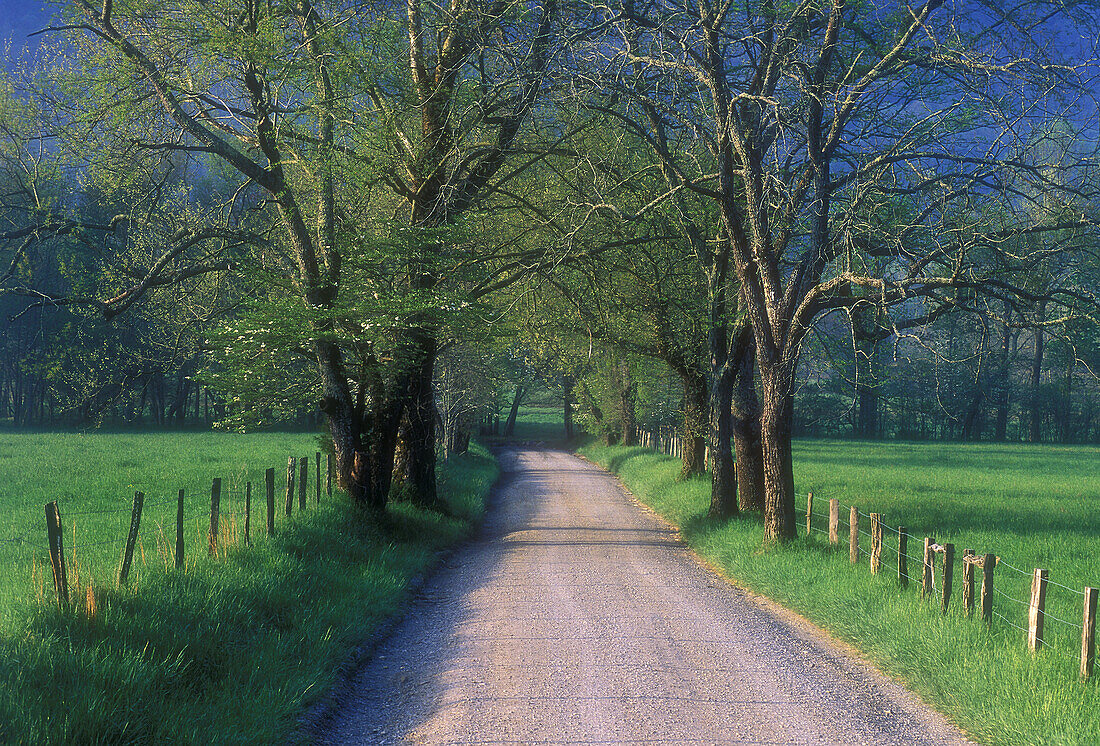 Trees framing Sparks Lane in Cades Cove. Great Smoky Mountains NP. Tennessee. USA.