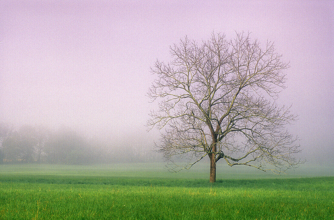 Solitary maple and fog in pasture at Cades Cove. Great Smoky Mountains NP. Tennessee. USA.