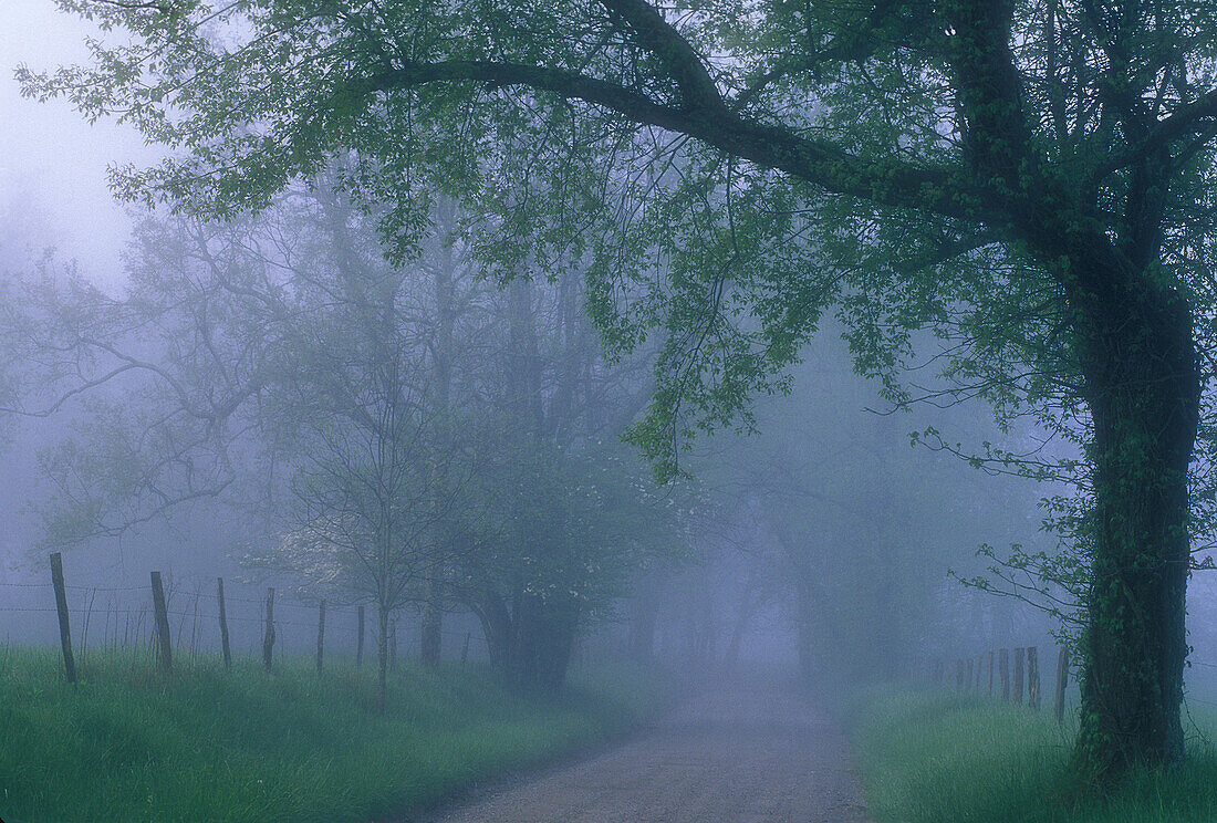 Trees framing foggy Sparks Lane in Cades Cove. Great Smoky Mountains NP. Tennessee. USA.