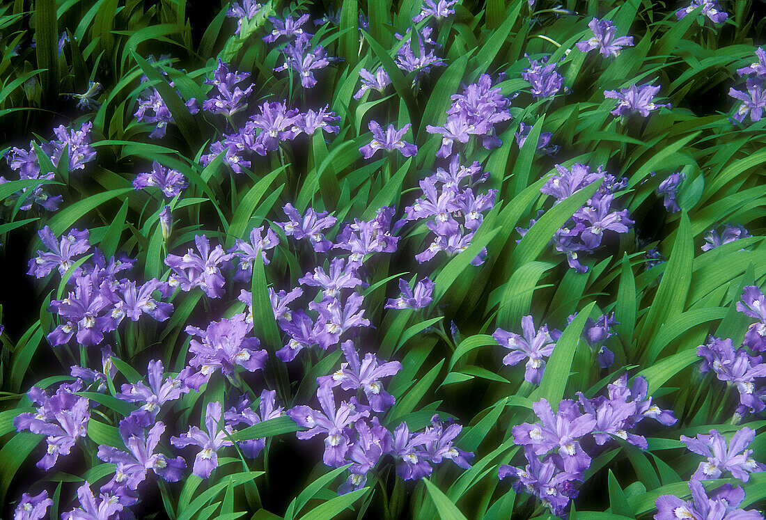 Crested dwarf iris, (Iris cristata). Large colony near visitor’s center. Great Smoky Mountains NP, Tennessee. USA.