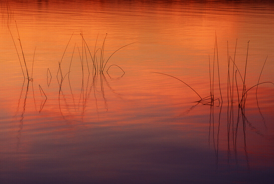 Sunset light on Lake Mindemoya with bulrush silhouettes. Manitoulin Island. Ontario. Canada.
