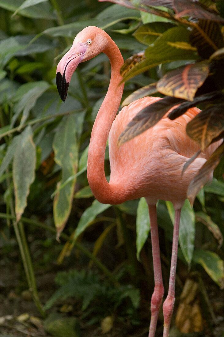 American flamingo (Phoenicopterus ruber) in artifical jungle habitat. Victoria Butterfly Garden, Victoria, BC, Canada
