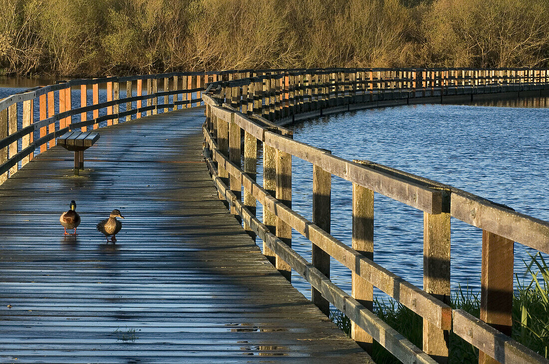 Boardwalk with mallard ducks. Swan Lake Nature preserve, Victoria, BC, Canada