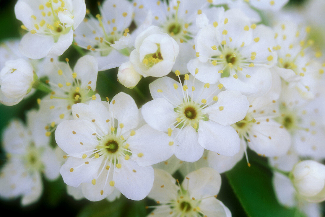 Pin cherry, Prunus pennsylvanica. Detail cluster of flowers, Espanola, Ontario, Canada