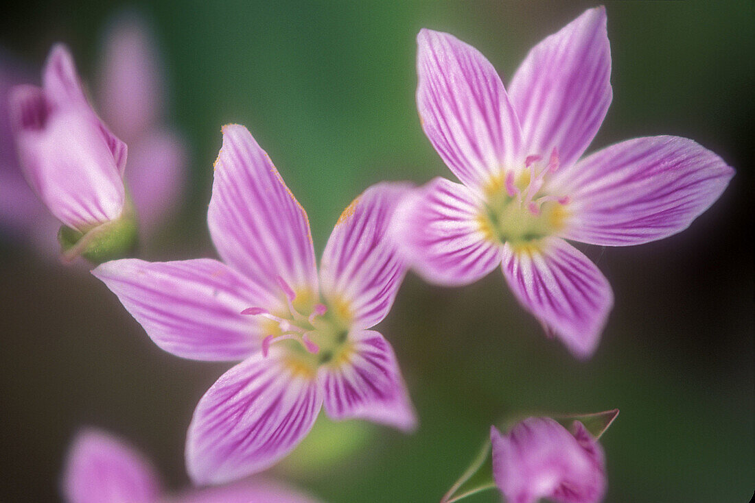 Spring beauties, Claytonia virginica. Deciduous woodland spring flower with insect guidelines in petals. Manitoulin Island. Ontario, Canada