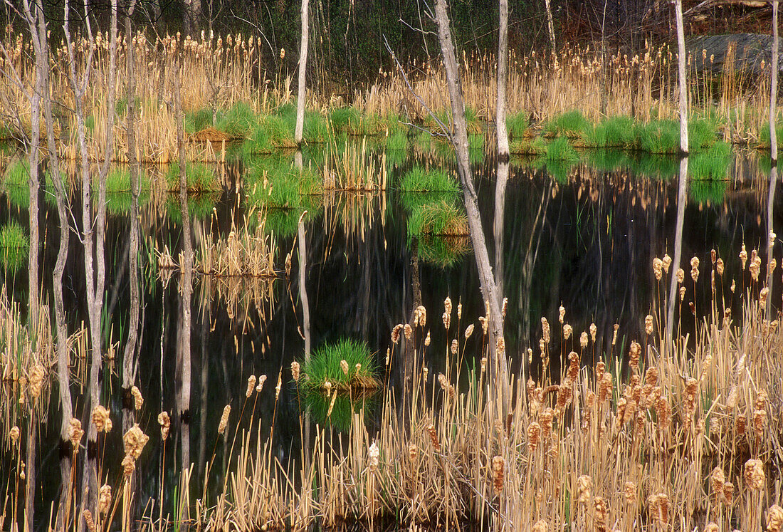 Dead snags, cattails and emerging green grasses in beaver pond. Espanola. Ontario, Canada