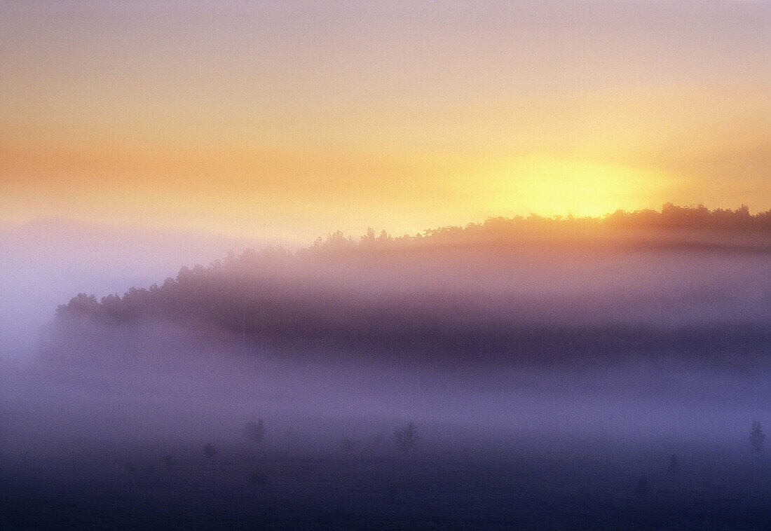 Ridge of trees rising above morning mists in beaver meadow in valley at sunrise. Lively. Ontario, Canada