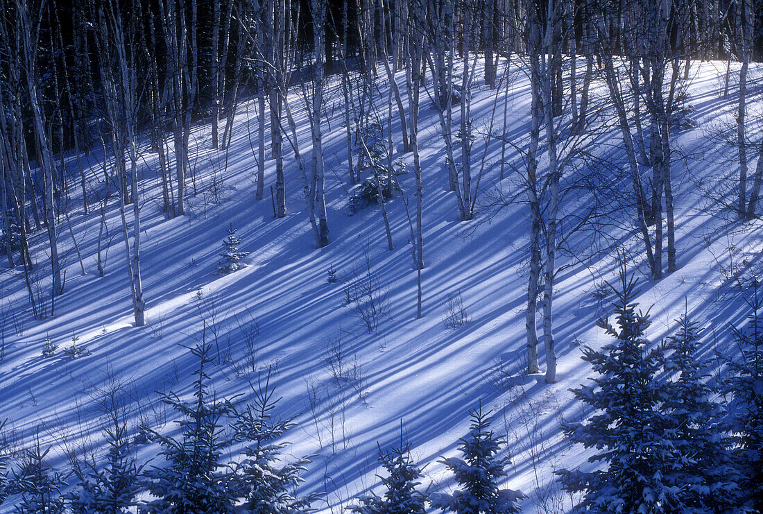 Birch tree shadows on hillside in early winter with spruce trees. Lively. Ontario, Canada