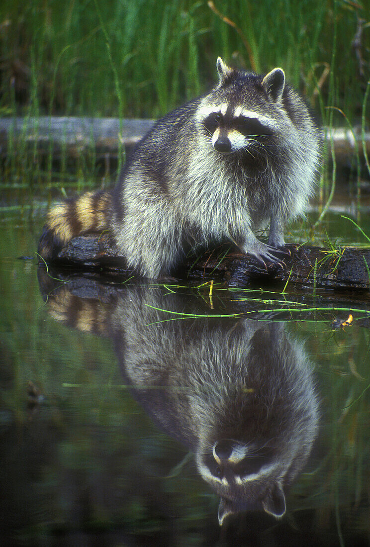 Adult raccoon (Procyon lotor) posed on log in wetland habitat. Native to continental US.