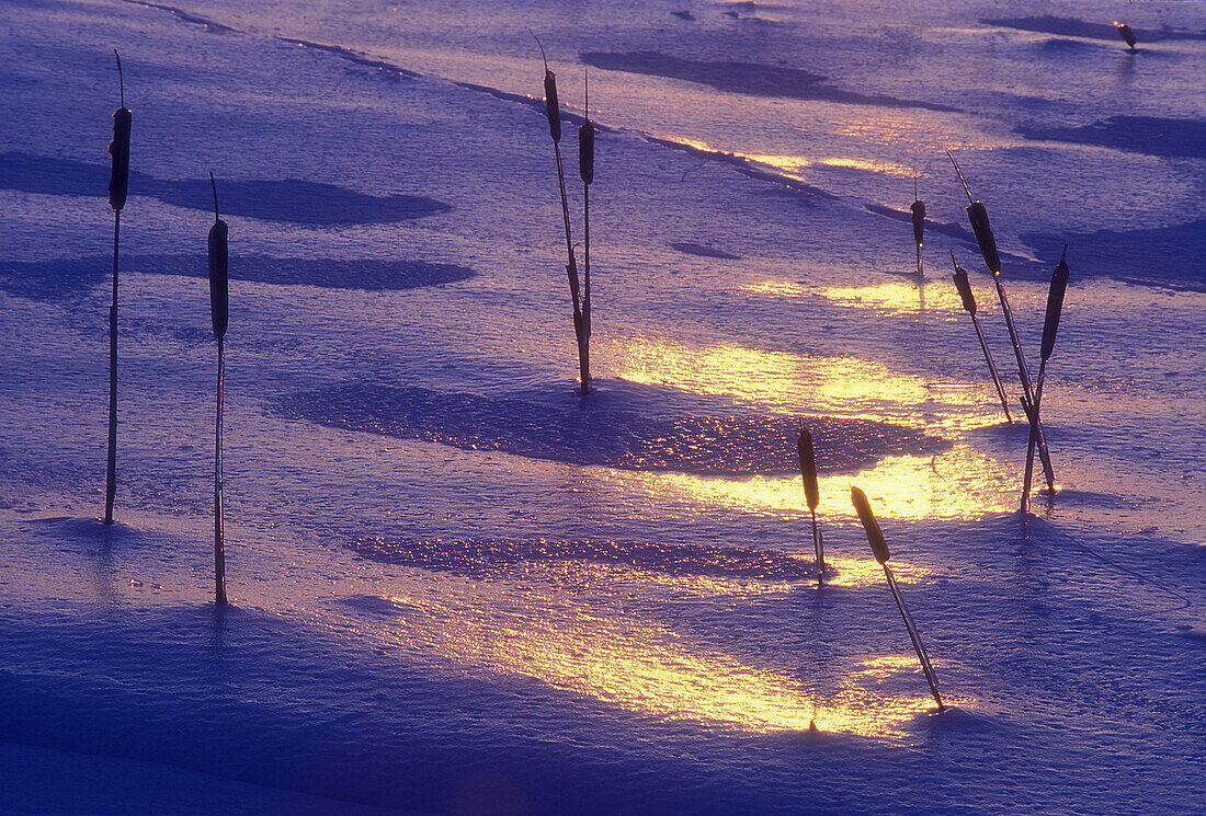 Ice coated cattails silhouetted in evening light reflections near Kelly Lake. Sudbury, Ontario. Canada.